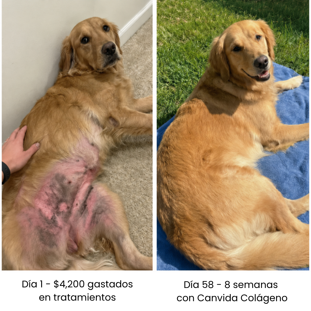 Canvida® Premium Colágeno Líquido